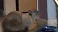 Unhappy Cat Looking Up And Hissing Showing Teeth HD Video