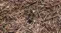Ants in the big anthill Video