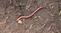 Earth Worm In Brown Dirt HD Video