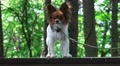 Small Puppy Dog On Bench In Green Forest 4K Video