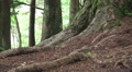 Zoom In Ground Of The Forest Tree Trunk HD Video