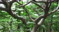 Close Up On Tree Trunk And Branches In Forest Most Likely Japanese Maple 4K Video