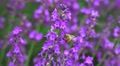 Japanese Bumblebe On Lavender Plant 02 4K Video