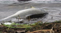 Waves Splashing On Dead Carp Fish The Shores Of Lake Kawaguchi 01 Video