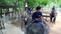 Mahouts - people who works with, rides, and tends an elephants Video