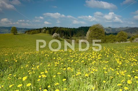 Stock photo of Spring meadow