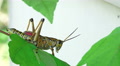 Close Up Eastern Lubber Grasshopper On Tree Leaf Video