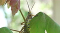 Eastern Lubber Grasshopper Climbs Tree Branch Video
