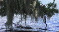 Spanish Moss And Tree Branch Hang Over Blue River Water 02 Video