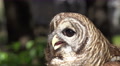Screech Owl In Forest Close Up On Face Video