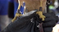 Talons Of Red Shouldered Hawk On Handeler's Glove Video