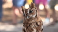 Tiny Screech Owl In Crowd At Festival 02 Video