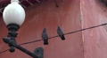 4k Pigeons at old red house roof with lamp in Funchal Video