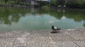 Japanese Wood Pigeon On Stones By Water Sarusawa-ike Pond Video