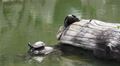 Two Turtles On Log And Stone Sarusawa-ike Pond Video