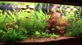 Fishes and water plants in aquarium Video