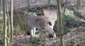 4k Crying Lynx in a winter-spring landscape Video