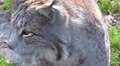 4k Lynx very close up profile view Video