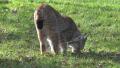 4k Lynx closeup walking sunny meadow exploring terrain Video