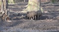 4k Fighting wild boars in muddy ground with audio Video