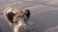 4k Wild boar male interested for camera Video