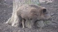 4k Wild boars closeup in muddy ground Video