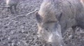 4k Wild boars pack in muddy ground Video