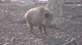 4k Pack wild boars in muddy ground backlighted shot Video
