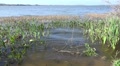 Waves In The Reeds And Grass The Water Of Lake Dora Video