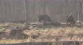 4k European Bisons eating in forest grassland cold season day Video