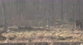 4k Back lighted zoom out European Bisons eating on forest grassland Video