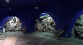 4k Glimmering gemstones exhibition Jardim Tropical Madeira Video
