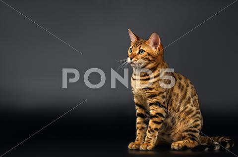 Bengal Cat Sits On Black Background
