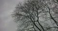 Spooky trees & sky. 2 of 2. Footage