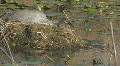 Sandhill Crane on Nest Clip 3 Footage