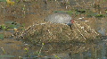 Sandhill Crane on Nest Footage