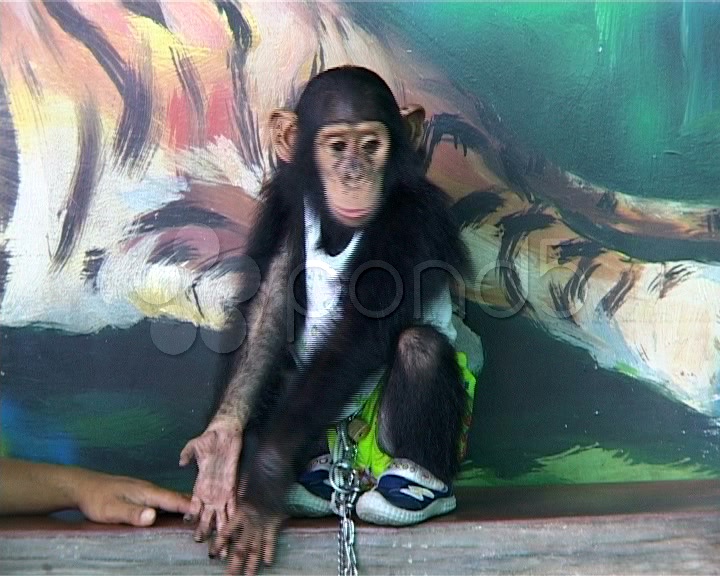 Cute Little Monkey Wearing Shoes And Shorts.