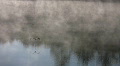 Blue heron on misty lake. Footage