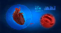 Human heart medical display with blood window Footage