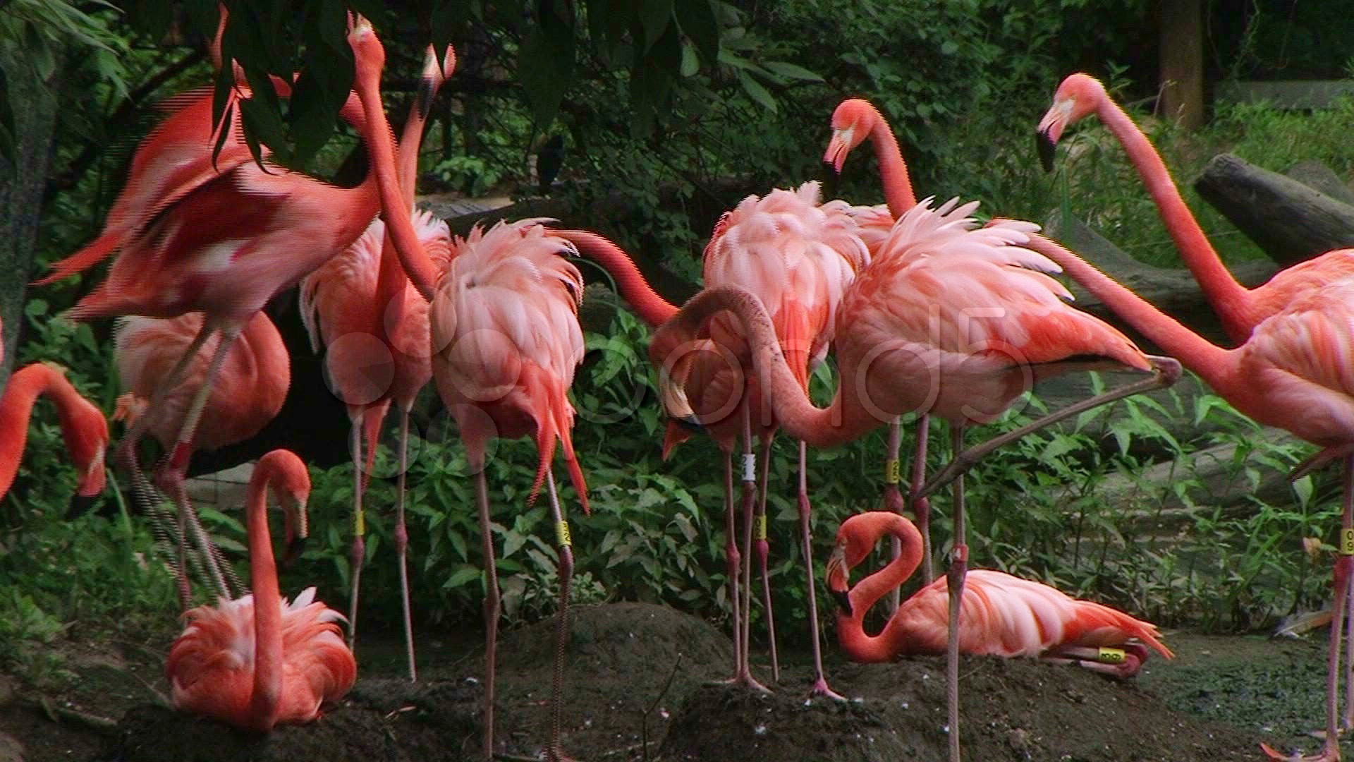 American Flamingo Mating Ritual 02 videos 680107 | HD Stock Footage