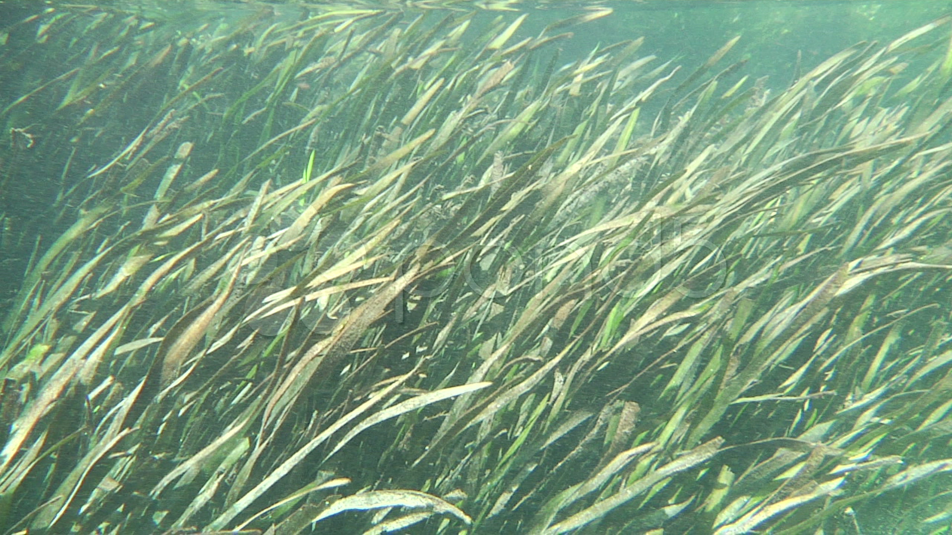 Freshwater Eelgrass Stock Video 739105 | HD Stock Footage