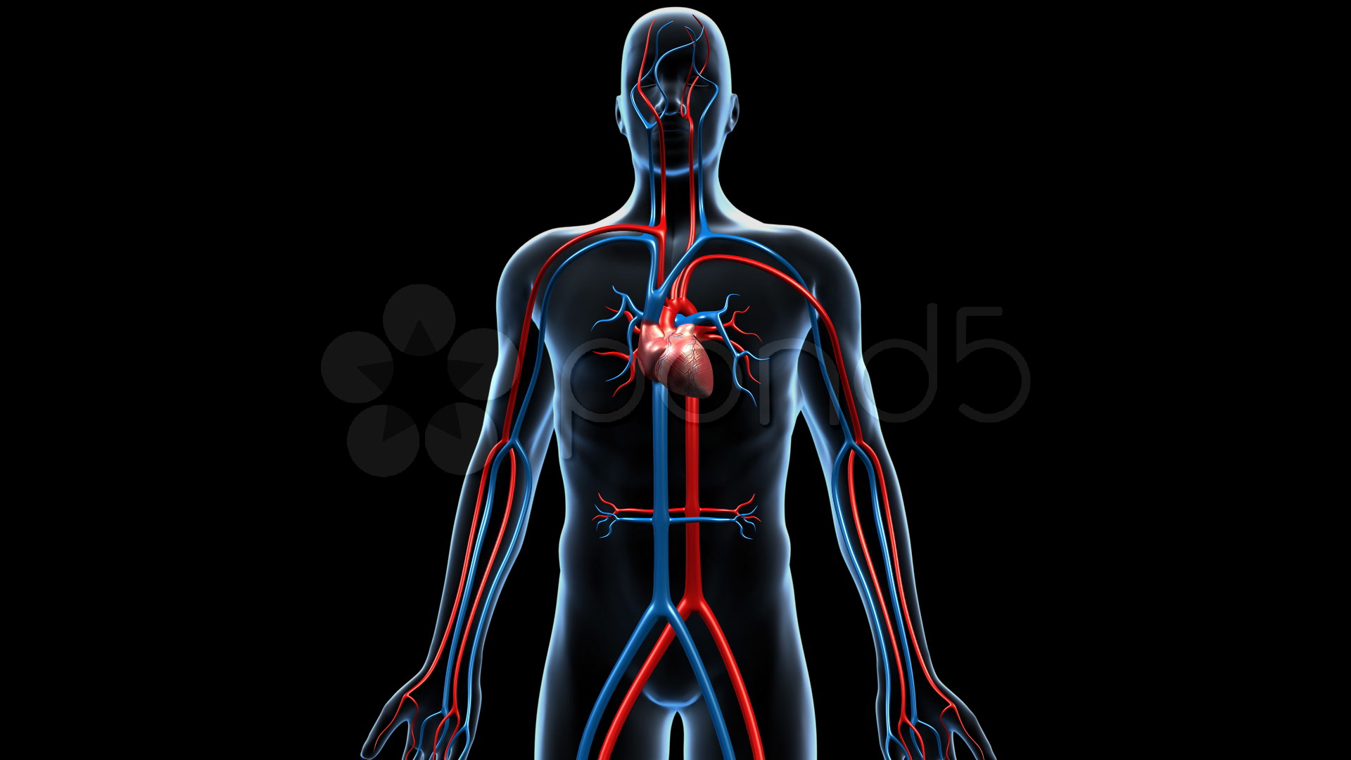 Cardiovascular System, 360 Degree Rotation ~ Hi Res #798941