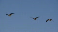 geese in flight Video