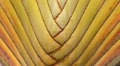 Puerto Rico - Madagascar Banana Palm Tree - Ravenala madagascariensis Footage