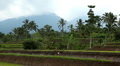 Large terraced rice field and palm trees near to volcano mountain in Bali Footage