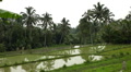 Large terraced rice field and palm trees in Bali Island, Indonesia Archipelago Footage