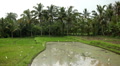 Large terraced rice field and palm trees in Bali Island, Indonesia Archipelago Footage