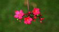 Beautiful pink exotic and tropical flower Footage