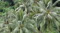 Amazing forest of Coconut Palm Trees in the Hill of Phuket Island, Thailand Footage