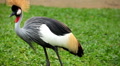 Beautiful bird with crest, Balearica Regulorum, African Grey Crowned Crane Footage